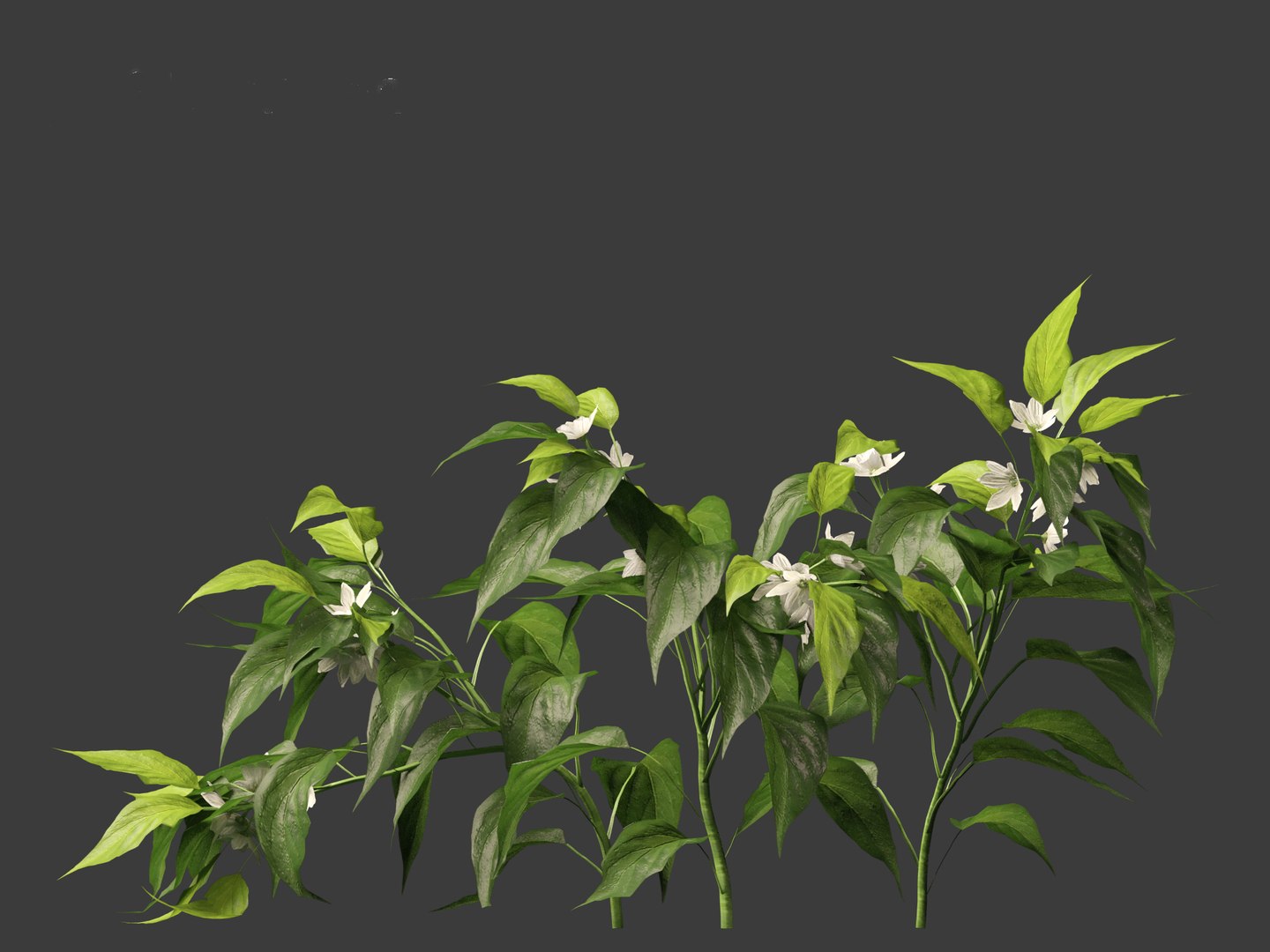 3D Capsicum annuum - Bell pepper https://p.turbosquid.com/ts-thumb/Cw/RlIh3V/Kg/capsicumannuum0114/jpg/1697640931/1920x1080/fit_q87/f924a730bd7dd54a7b4c97a6e6861d213562520a/capsicumannuum0114.jpg