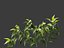 Capsicum annuum – papryka