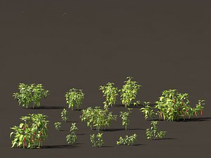 3D Capsicum annuum - Bell pepper