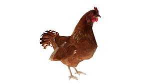 low-poly chicken hen rooster 3D model