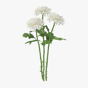 white chrysanthemum bouquet - 3d obj