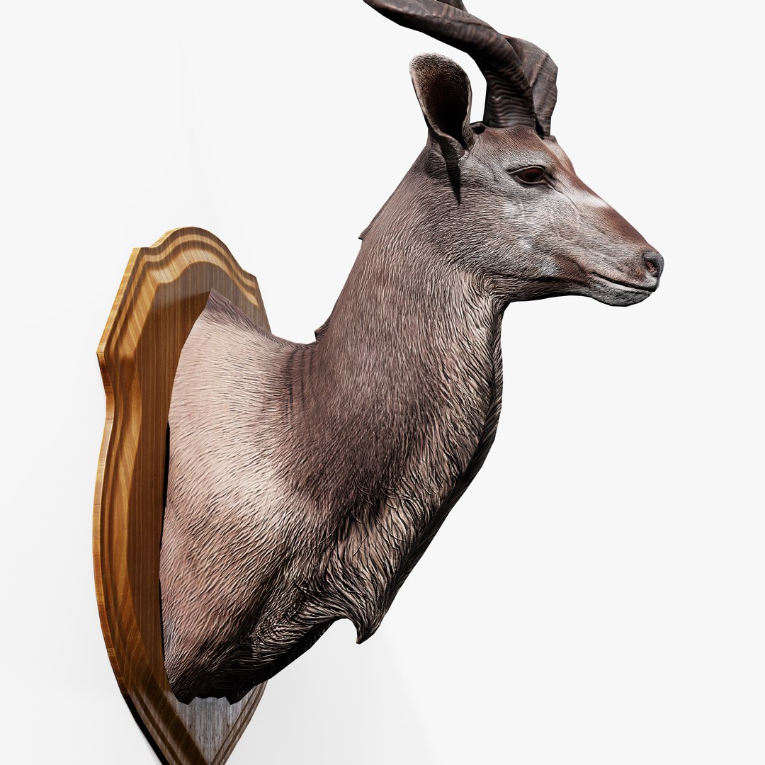 3D Trophy Kudu https://p.turbosquid.com/ts-thumb/Cw/hj9PEb/2P/trophy_kudu_05/jpg/1744205808/1920x1080/fit_q87/2cf89d0835572b1e0db9310feac5918502918bcf/trophy_kudu_05.jpg