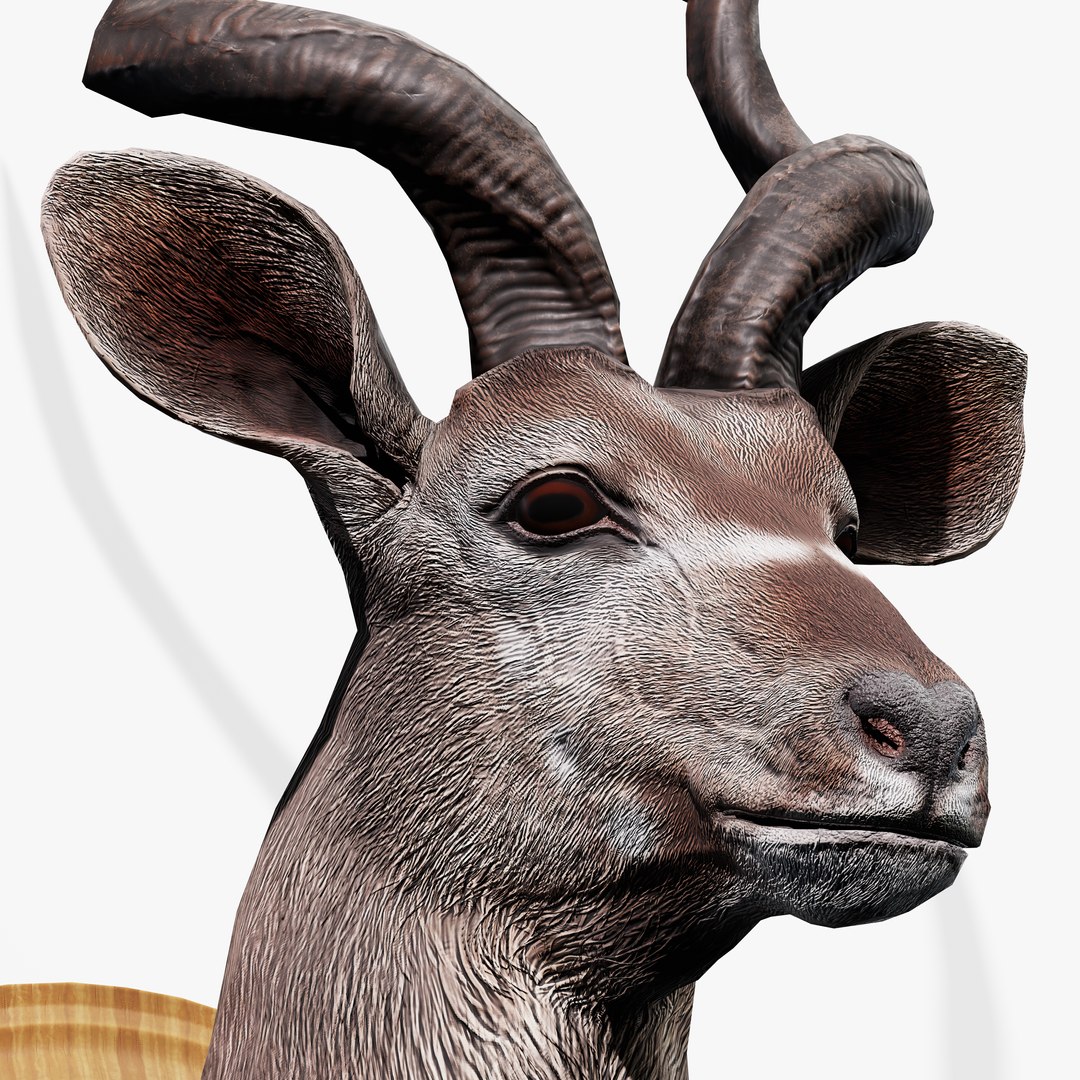 3D Trophy Kudu https://p.turbosquid.com/ts-thumb/Cw/hj9PEb/gf/trophy_kudu_07/jpg/1744205815/1920x1080/fit_q87/dfb9ba6f4ab95132cbc3eec023d21b6aa181b086/trophy_kudu_07.jpg
