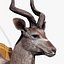 Trophy Kudu