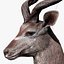 Trophy Kudu