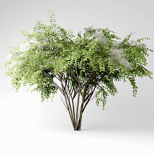3D japanese angelica
