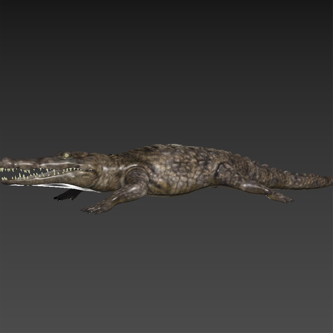 Crocodile Rigging Model - TurboSquid 1193543