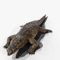 Crocodile - Rigged PBR