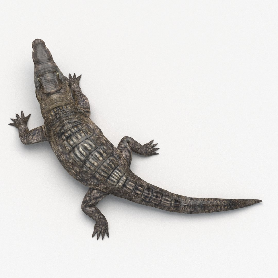Crocodile Rigging Model - TurboSquid 1193543