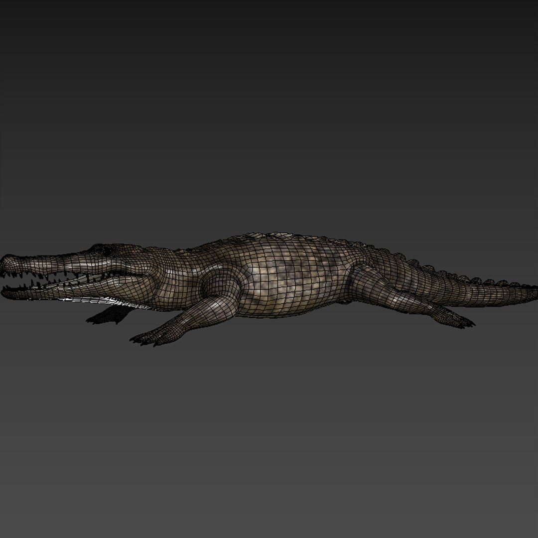Crocodile Rigging Model - TurboSquid 1193543