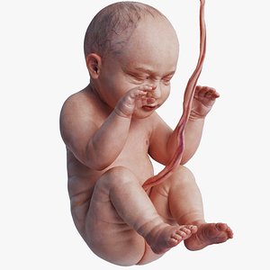 Human Fetus Rigged