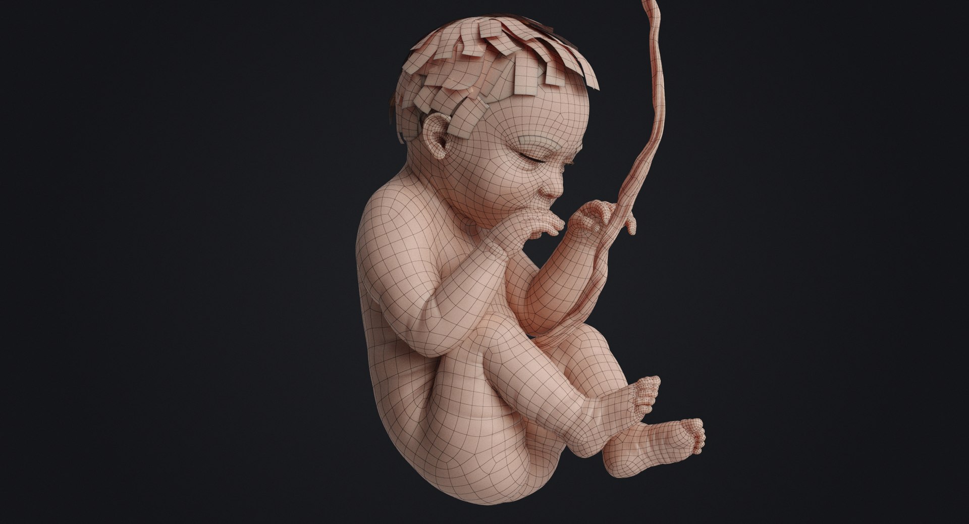 3D fetus human https://p.turbosquid.com/ts-thumb/Cw/xmXk8J/2n5mzQqr/humanembryo_gray_0016/jpg/1594827004/1920x1080/fit_q87/a8fb216da21620652021e9f3ccf85b8248e8cee0/humanembryo_gray_0016.jpg