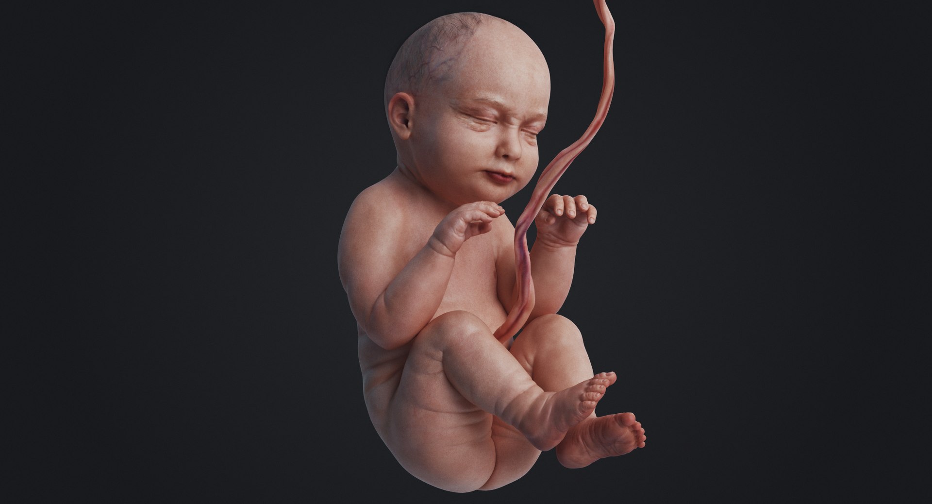3D fetus human https://p.turbosquid.com/ts-thumb/Cw/xmXk8J/7maGYTyI/rakursu_0022/jpg/1594826942/1920x1080/fit_q87/9c017775f5b0d0a68235ab9ff251356c57c8f492/rakursu_0022.jpg