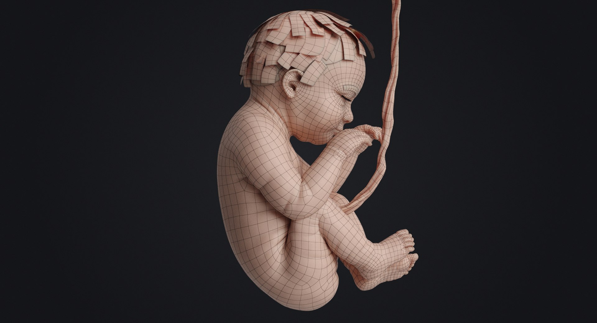 3D fetus human https://p.turbosquid.com/ts-thumb/Cw/xmXk8J/97Gftzpf/humanembryo_gray_0019/jpg/1594827004/1920x1080/fit_q87/0c2bffc57e7178cd261504608a4cb5cf410919e3/humanembryo_gray_0019.jpg