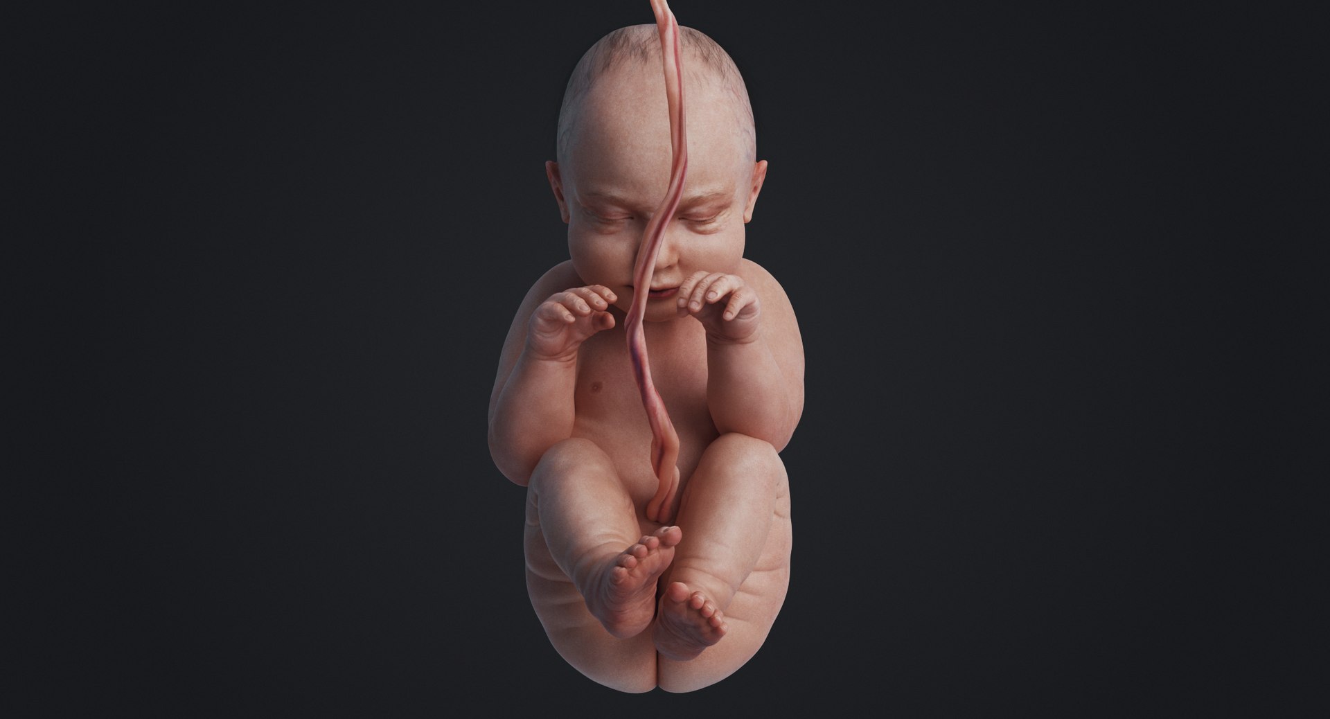 3D fetus human https://p.turbosquid.com/ts-thumb/Cw/xmXk8J/HekMUfES/rakursu_0020/jpg/1594826942/1920x1080/fit_q87/2b08c29ffb0913b6df330d9a39e8223620313393/rakursu_0020.jpg