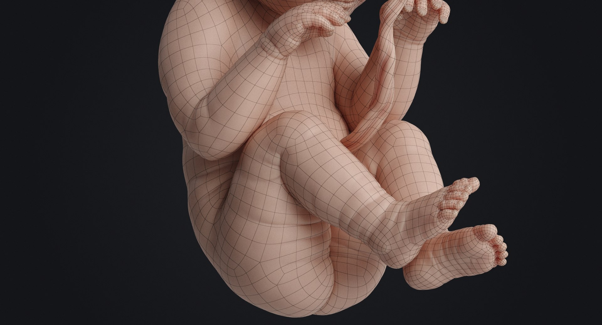 3D fetus human https://p.turbosquid.com/ts-thumb/Cw/xmXk8J/Hizr35Ku/humanembryo_gray_0026/jpg/1594827004/1920x1080/fit_q87/f1088f6f640b42f67127824b0cfbb21be60276a3/humanembryo_gray_0026.jpg