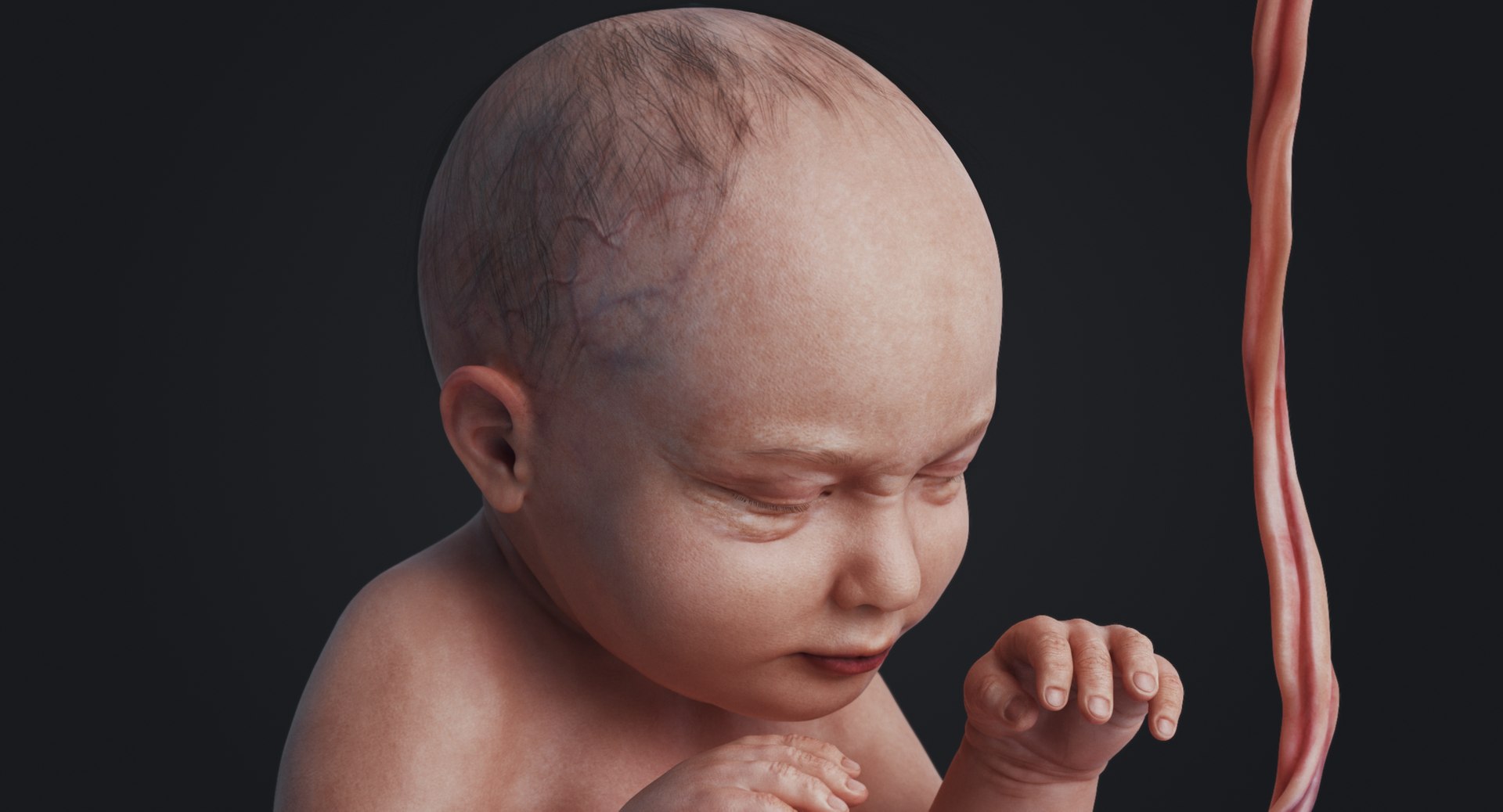 3D fetus human https://p.turbosquid.com/ts-thumb/Cw/xmXk8J/KzaLsEzW/rakursu_0029/jpg/1594826942/1920x1080/fit_q87/f92bd01a7f5fd8c30a8eae969afbc1bea1584c54/rakursu_0029.jpg