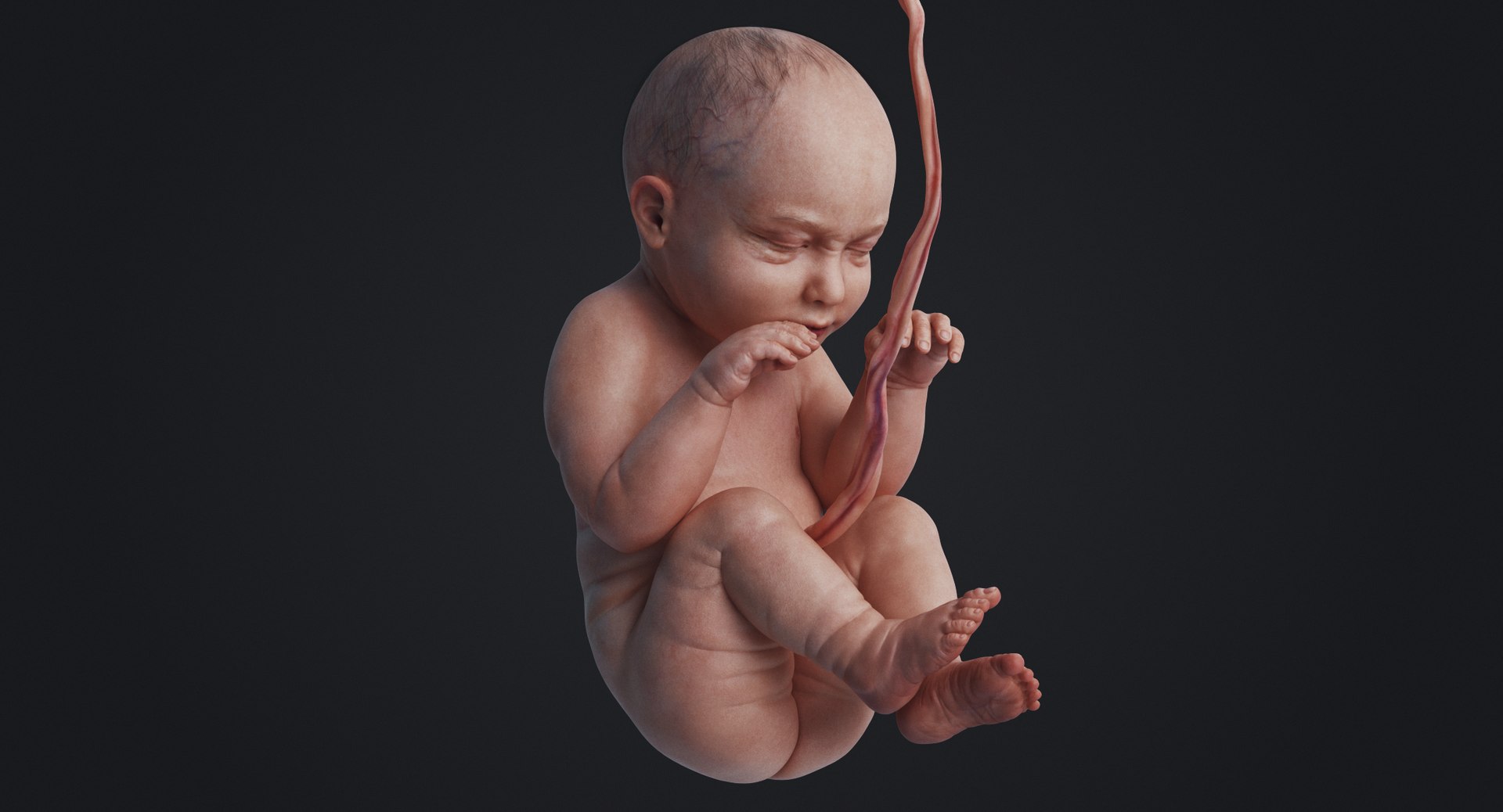 3D fetus human https://p.turbosquid.com/ts-thumb/Cw/xmXk8J/V0wbnRaS/3_rakursu_0015/jpg/1594826942/1920x1080/fit_q87/b087e3cb6946c5f611f109e4b1f338c88b7f19ab/3_rakursu_0015.jpg