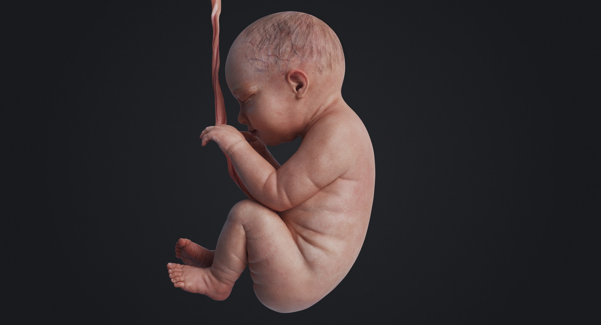 3D fetus human https://p.turbosquid.com/ts-thumb/Cw/xmXk8J/aYheqz85/rakursu_0018/jpg/1594826941/1920x1080/fit_q87/d9222118ced99db15a7e10ba7ab4078303f5d580/rakursu_0018.jpg