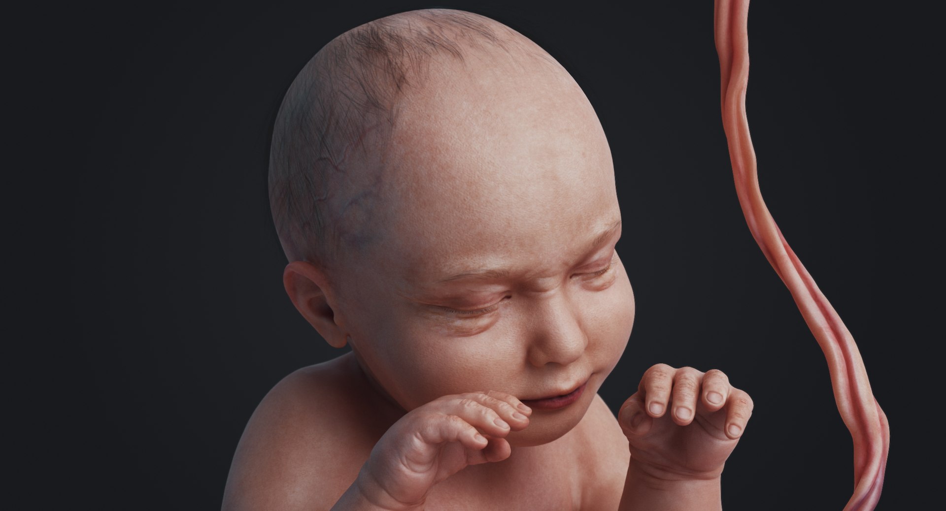 3D fetus human https://p.turbosquid.com/ts-thumb/Cw/xmXk8J/arjdqrnr/rakursu_0032/jpg/1594826943/1920x1080/fit_q87/8ef6ac8e67ce275a0d165949e5972ffbb59c509b/rakursu_0032.jpg