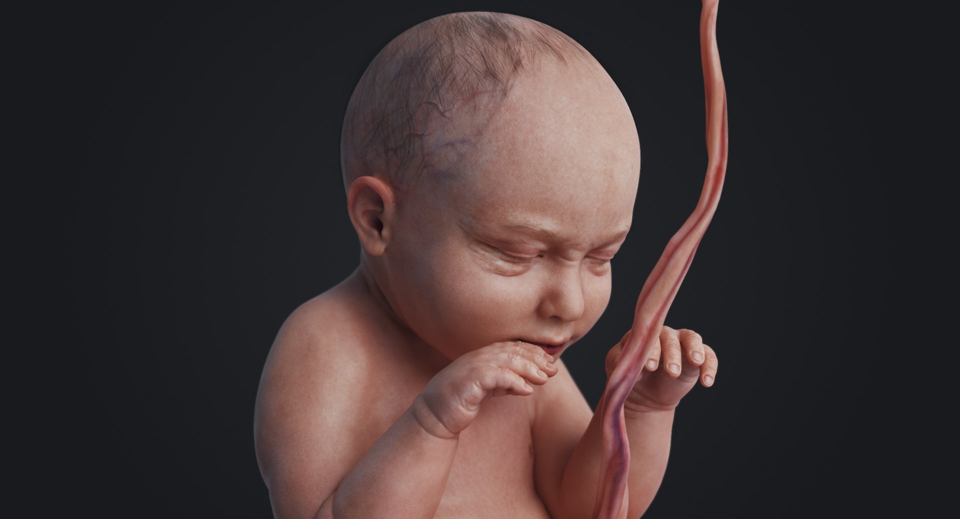 3D fetus human https://p.turbosquid.com/ts-thumb/Cw/xmXk8J/hDH8Cd6e/rakursu_0025/jpg/1594826942/1920x1080/fit_q87/7702114f110730939b3f689875e8d01507ed8ebb/rakursu_0025.jpg