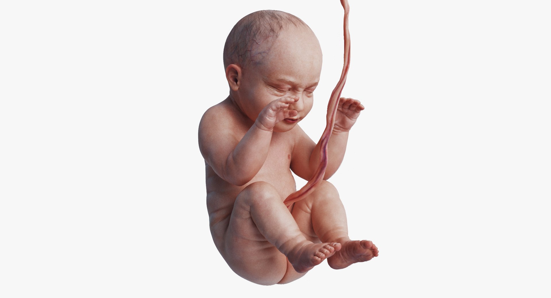 3D fetus human https://p.turbosquid.com/ts-thumb/Cw/xmXk8J/p1xEPyZV/2_humanembryo_0035/jpg/1594826903/1920x1080/fit_q87/0f22f658aa32c04f1b441ee038918f3fd7b5cf48/2_humanembryo_0035.jpg