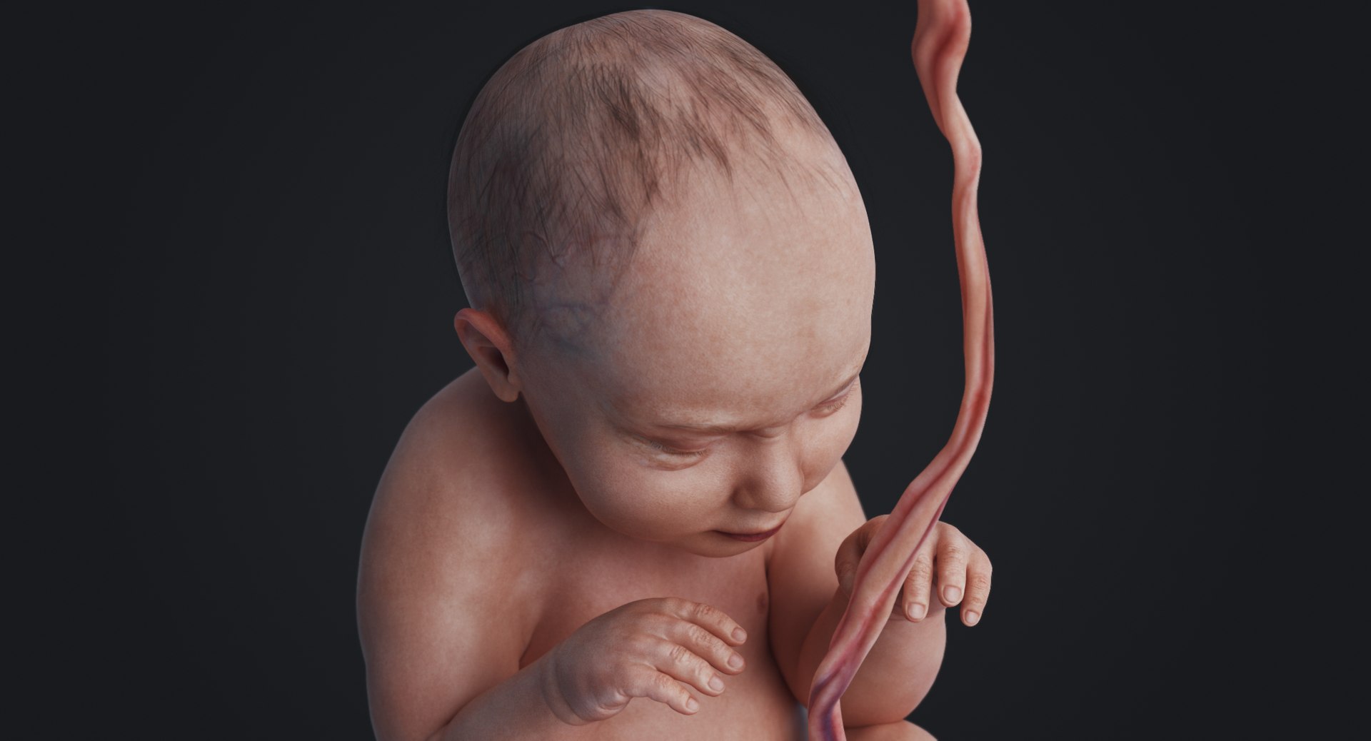 3D fetus human https://p.turbosquid.com/ts-thumb/Cw/xmXk8J/rqnoUgqi/rakursu_0027/jpg/1594826942/1920x1080/fit_q87/609c2ab20bab56b41d9fb504ef5db0067e3c8479/rakursu_0027.jpg