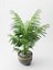 槟榔植物