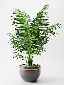 plant indoor nature 3D