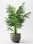 槟榔植物