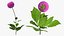 3D Flowering Plants Collection 12