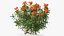 3D Flowering Plants Collection 12