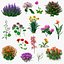 3D Flowering Plants Collection 12