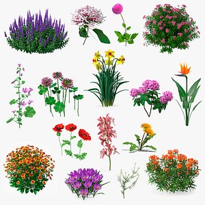 Flowering Plants Collection 12
