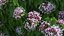 3D Flowering Plants Collection 12