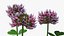 3D Flowering Plants Collection 12
