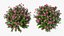 3D Flowering Plants Collection 12