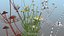 3D Flowering Plants Collection 12