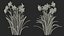 3D Flowering Plants Collection 12