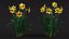 3D Flowering Plants Collection 12