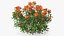 3D Flowering Plants Collection 12