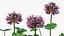 3D Flowering Plants Collection 12