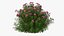3D Flowering Plants Collection 12