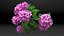 3D Flowering Plants Collection 12