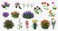 3D Flowering Plants Collection 12