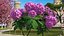 3D Flowering Plants Collection 12