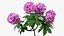 3D Flowering Plants Collection 12