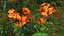 3D Flowering Plants Collection 12