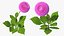 3D Flowering Plants Collection 12