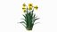 3D Flowering Plants Collection 12